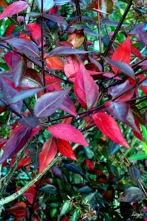 Encore de belles feuilles rouges d'automne