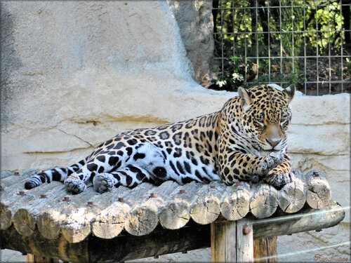 Photos de Jaguar (Zoo de la Palmyre)