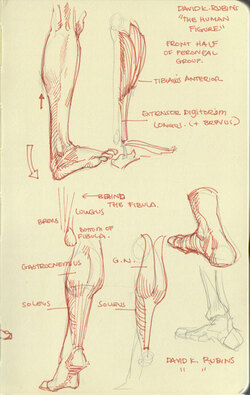 Quelques images sur l'anatomie