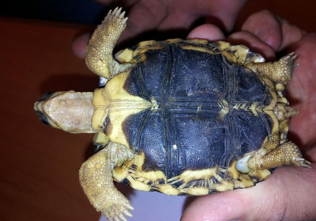 Un des spécimens de tortues étoilées de Madagascar saisies à Roissy. (Photo fournie par les douanes françaises).
