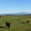 Vache salers sur le plateau de Collandres (2)