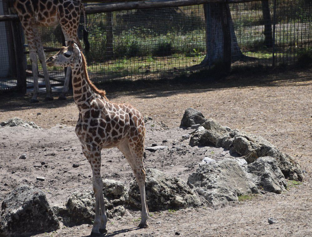 Les girafes du Zoo de La Teste - août 2024...