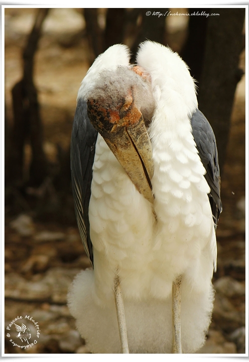 Marabout d'Afrique - Leptoptilos crumenifer - Marabou Stork (Ciconiiformes)