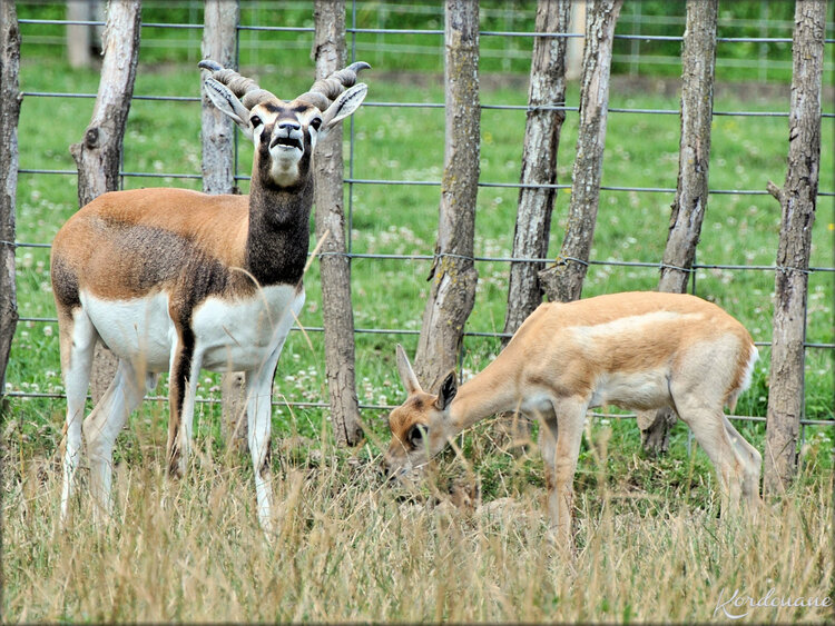 Photo d'Antilope cervicapre (Ferme Exotique-Cadaujac)