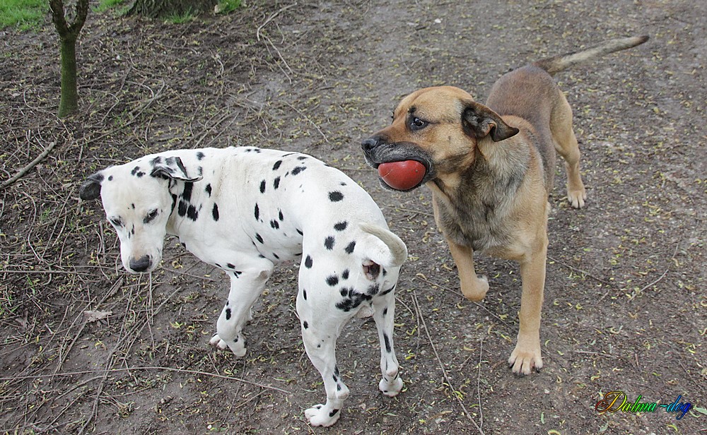 Mes chiens Chipeur et Taos font les fou!!!