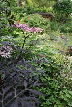 Sambucus nigra black lace