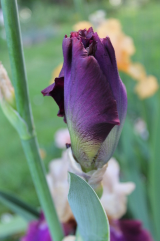 Iris chamois sur violet rosé 'Jazz festival' de Bourdillon, remontant et parfumé