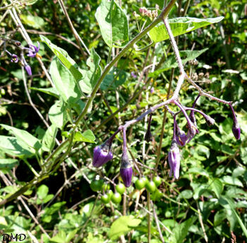 Solanum dulcamara - douce-amère