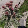 Chardon des Pyrénées fausse-carline (Carduus carlinoides)