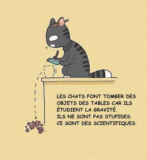 Nos amis les chats