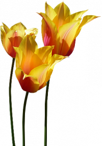 Tubes png tulipes