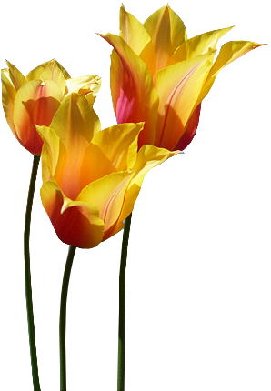 Tubes png tulipes