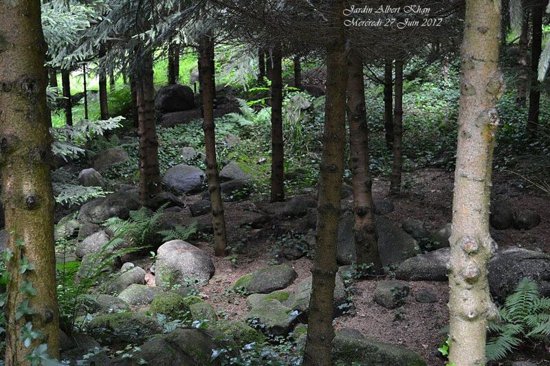 Jardins Albert Kahn : La Forêt Vosgienne