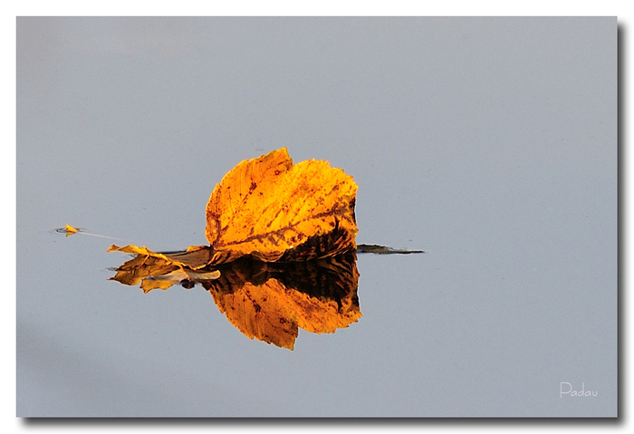 Feuilles mortes