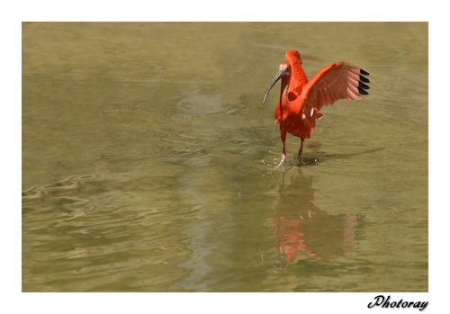 Ibis  Rouge