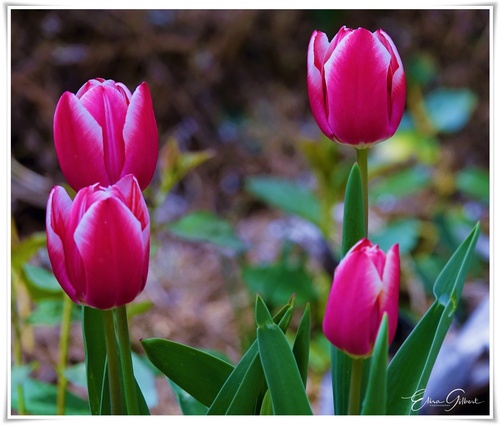 Des tulipes pour Pâques