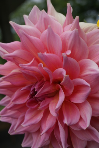 L'opulence du dahlia géant Shiloh Noelle