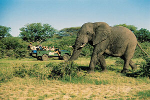 story life train safari park 