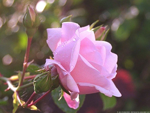 rose-close-up