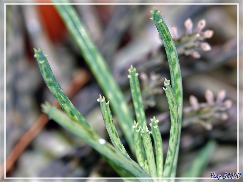 Fleurs de chez nous, mais des succulentes très exotiques : Afrique, Amérique du Sud, Mexique, et la dernière ramenée de l'Ile Rodrigues