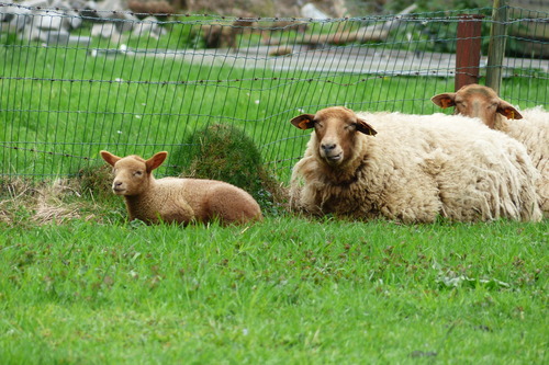 Les moutons en cavale