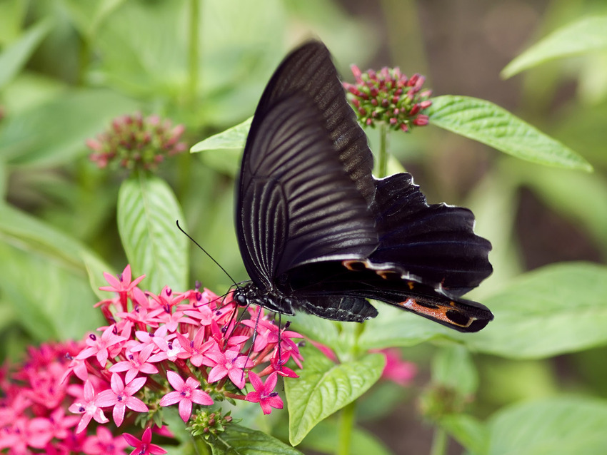 Images de Papillons