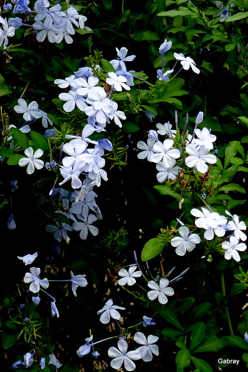 Le plumbago aux fleurs bleues