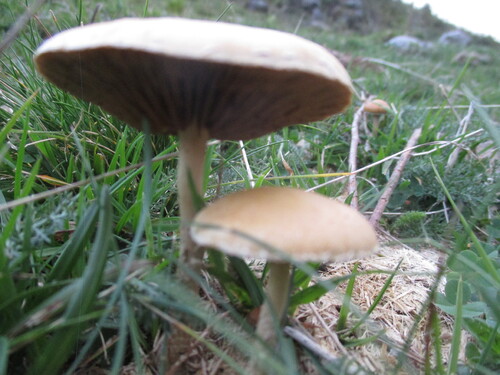 fungi / mycètes