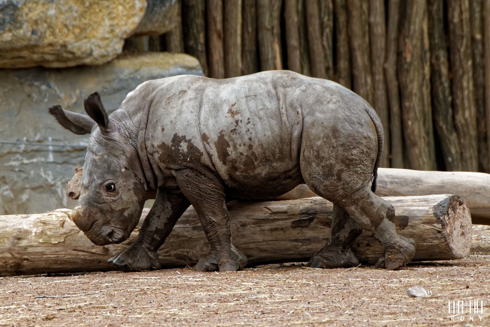 Eléonore et son petit rhinocéros blanc Sethemba (part.1)