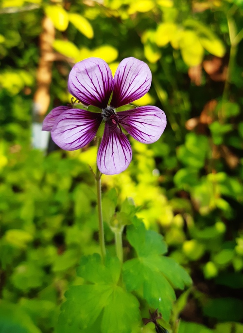 Le dernier jour de juillet au jardin