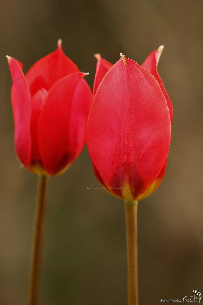 Tulipes sauvages