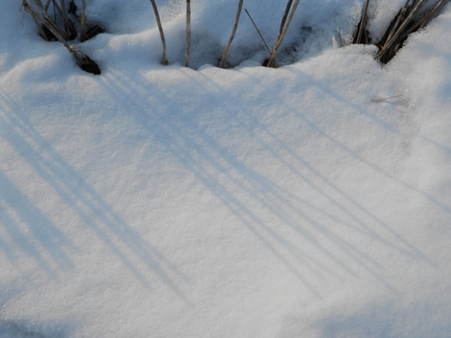 neige d'où lmergent quelques tiges d'herbes sèches. scintillement du soleil et ombres des herbes qui rayent la neige de gris