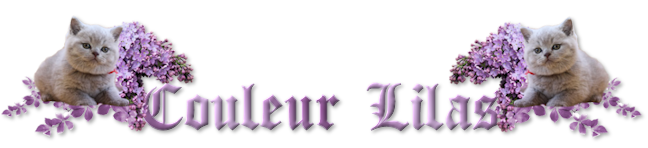 Défi 73:Lilas au jardin