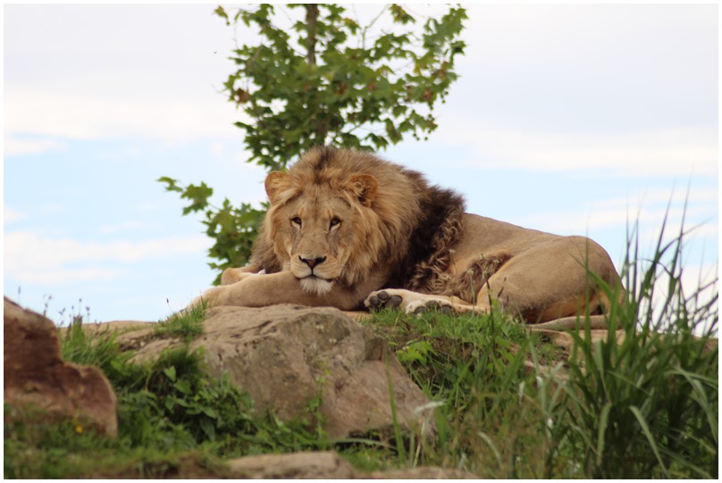 Au zoo de Beauval-16-Les lions d'Afrique