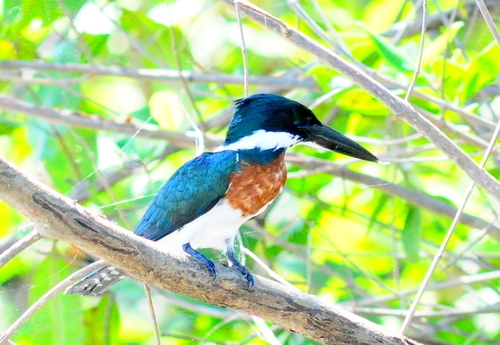 Costa Rica les oiseaux