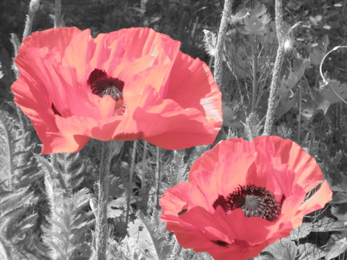 coquelicots