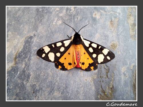 Papillon 