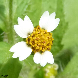 Galinsoga quadriradiata - galinsoga cilié