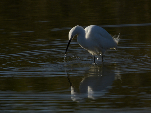 L'Aigrette garzette