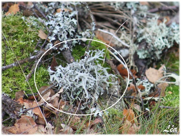 Nature-6942-lichens.jpg