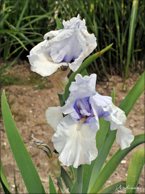 Photos de massifs d'iris (fleurs-flore)