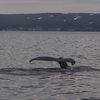Baleine à bosses, Husavik, Islande