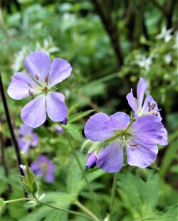 Mai 2020: ça explose au jardin!