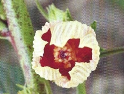 L'Hibiscus