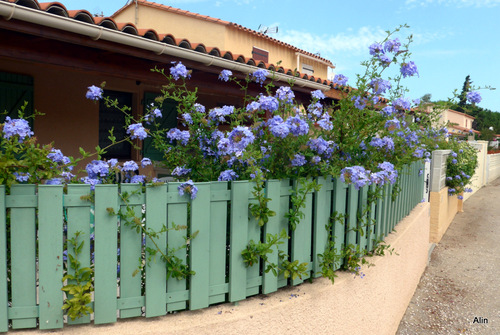 Une clôture bien fleurie !