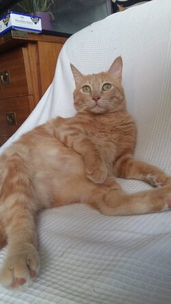 ADOPTEZ MOÏSE, 5 ans, extraordinairement intelligent. Et beau. CHERCHE ACCUEIL, URGENT !! (juin 2016)