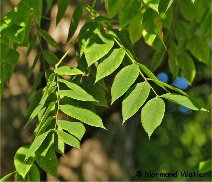 Photo des feuilles de Chicot du Canada - Gymnocladus dioicus