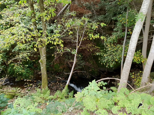 Un petit ruisseau au coeur des Vosges