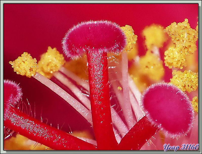 Au cœur d'un Hibiscus (ou Ketmie) des marais (Hibiscus palustris) - Lartigau - Milhas - 31