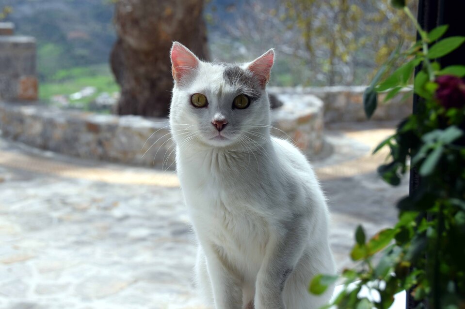 Crête - Village de Kissos - Le chat du bistrot